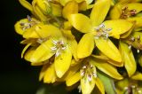 Lysimachia vulgaris. Цветки. Московская обл., Раменский р-н, Хрипань, дачный участок. 10.08.2008.