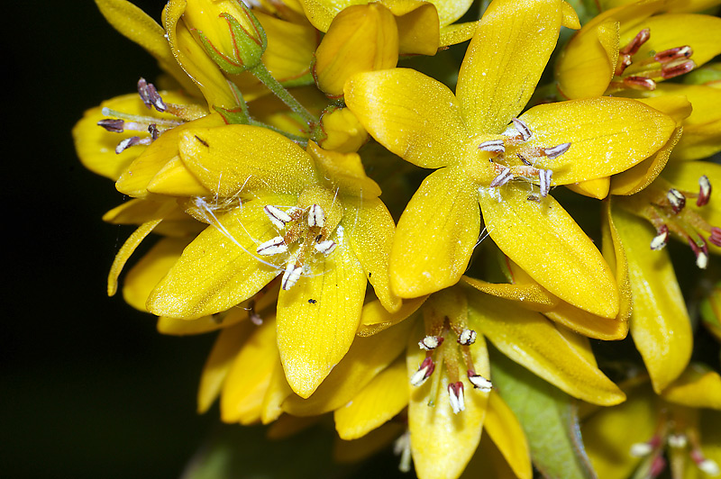 Изображение особи Lysimachia vulgaris.