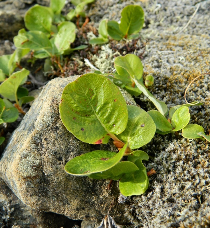 Изображение особи Salix nummularia.