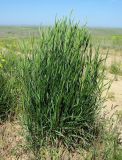 Agropyron desertorum. Цветущее растение. Казахстан, Алматинская обл., Куртинское водохранилище. 13.05.2011.