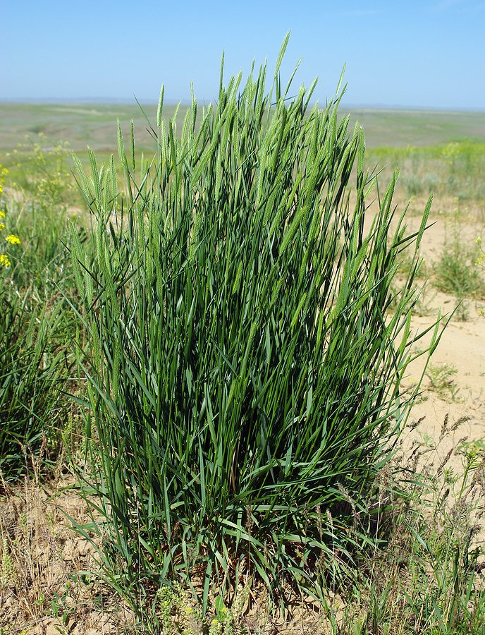 Изображение особи Agropyron desertorum.