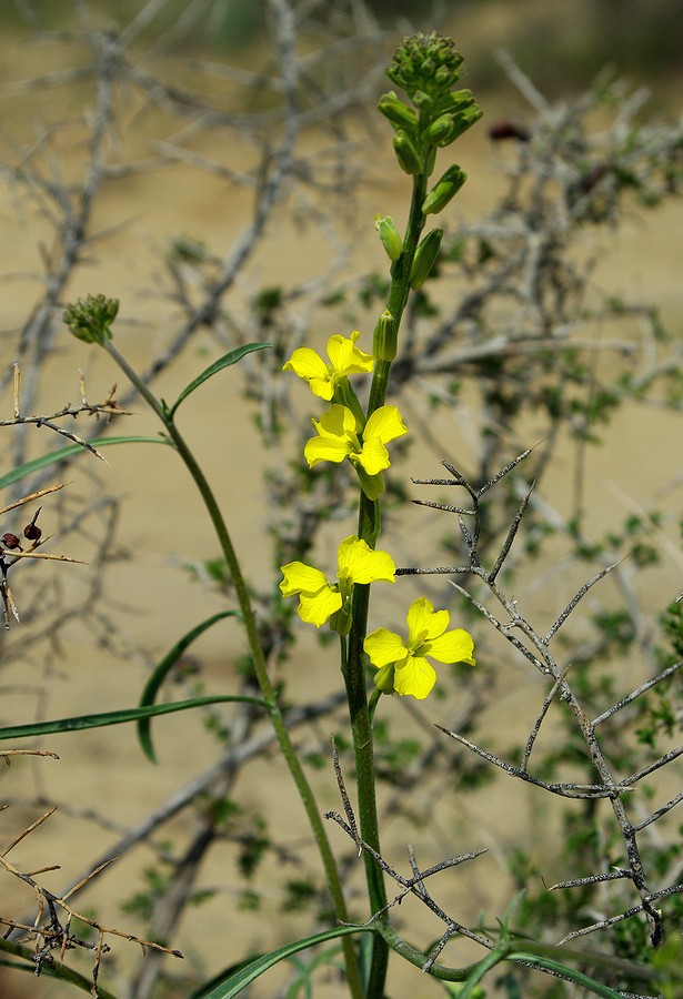 Изображение особи Erysimum czernjajevii.