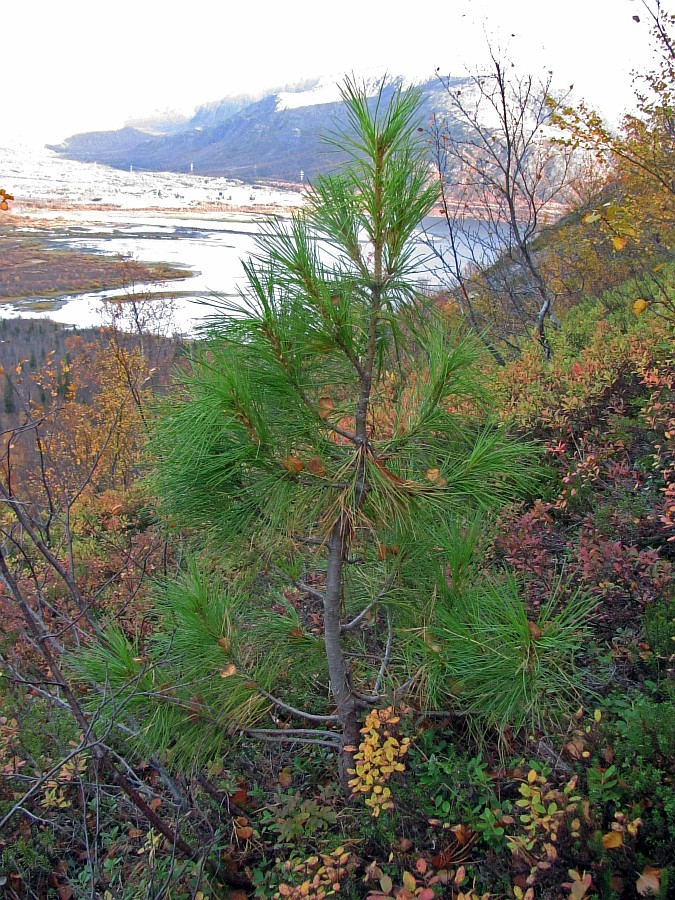 Изображение особи Pinus sibirica.