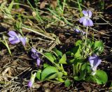 Viola rupestris. Цветущее растение (Viola glaberrima (Murb.) C.Serg.). Казахстан, Жамбылская обл., Кордайский р-н, хр. Жетыжол. 09.05.2011.