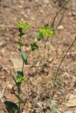 Bupleurum rotundifolium