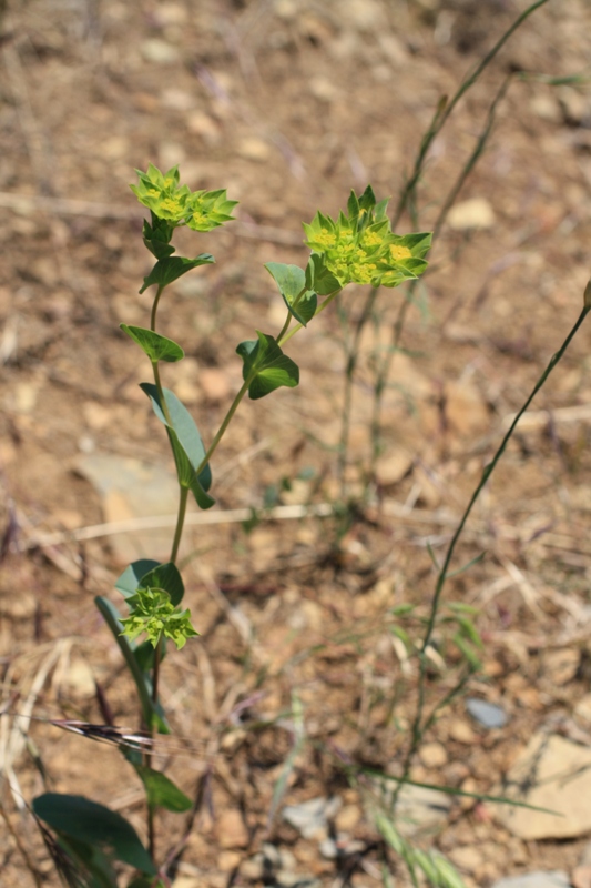 Image of Bupleurum rotundifolium specimen.