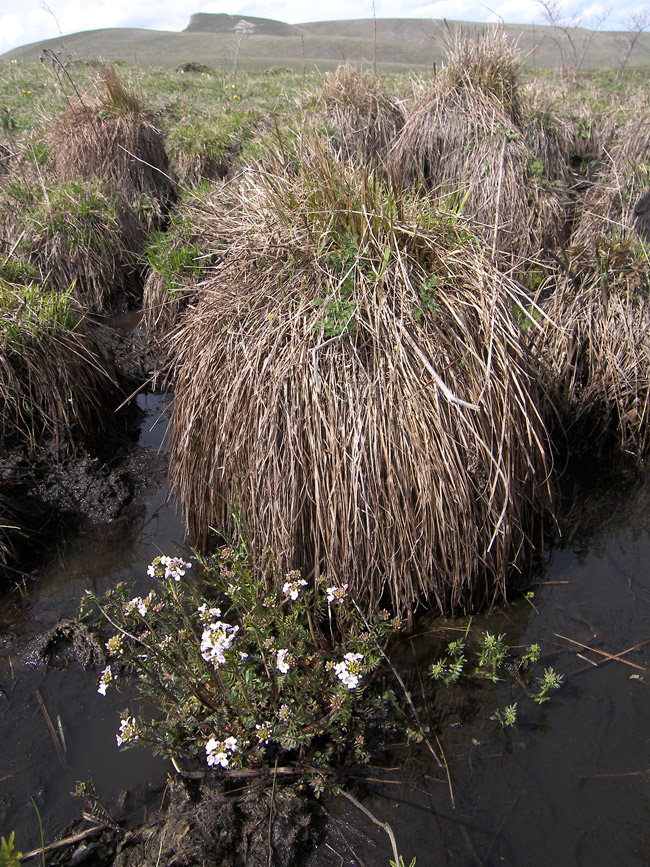Image of Cardamine uliginosa specimen.