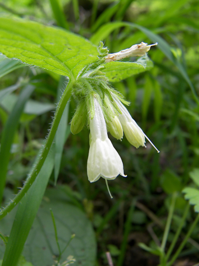 Image of Symphytum grandiflorum specimen.