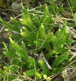 Lycopodium clavatum