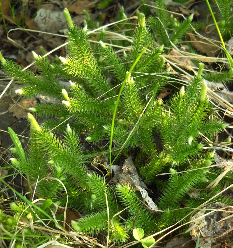 Изображение особи Lycopodium clavatum.