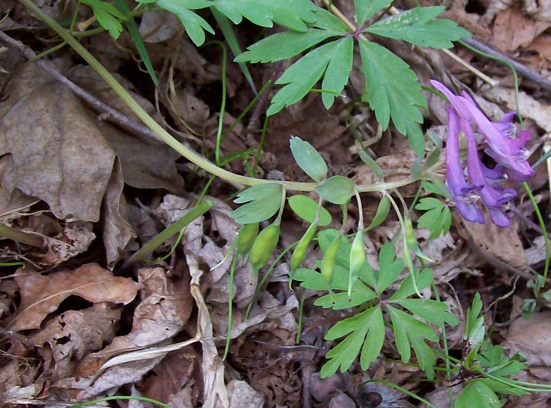 Image of Corydalis solida specimen.