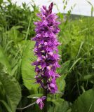 Dactylorhiza urvilleana