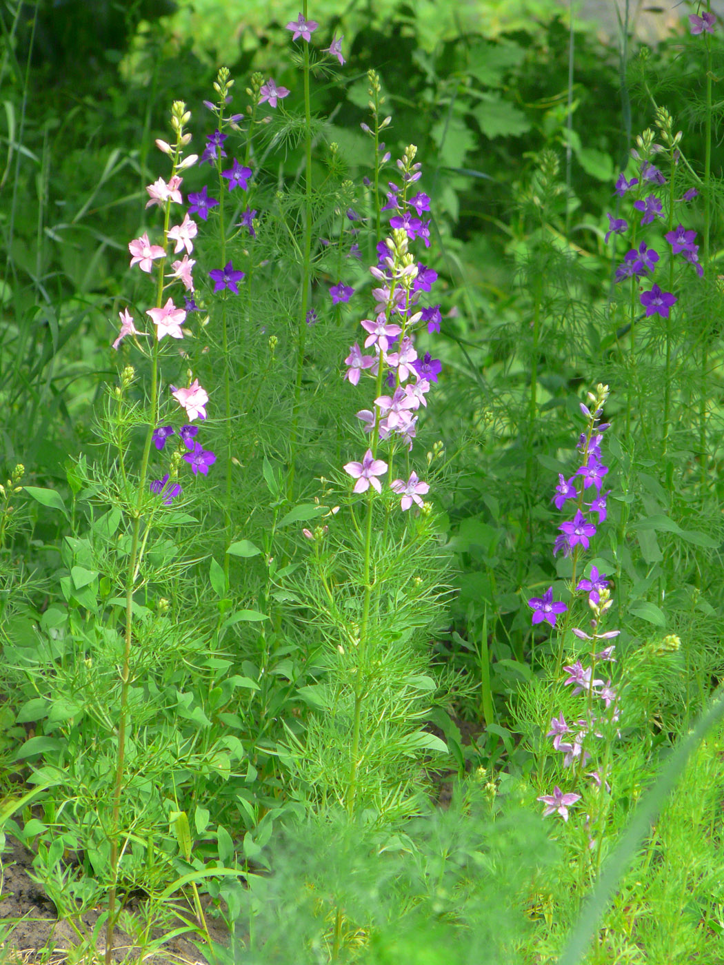 Image of Delphinium ajacis specimen.