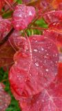 Cotinus coggygria