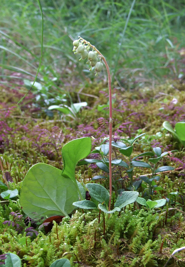 Изображение особи Orthilia secunda.