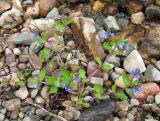 Veronica beccabunga