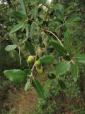 Quercus ilex. Ветвь с желудями. Испания, Каталония, провинция Girona, Costa Brava, окрестности населённого пункта Sant Feliu de Guíxols. 24 октября 2008 г.