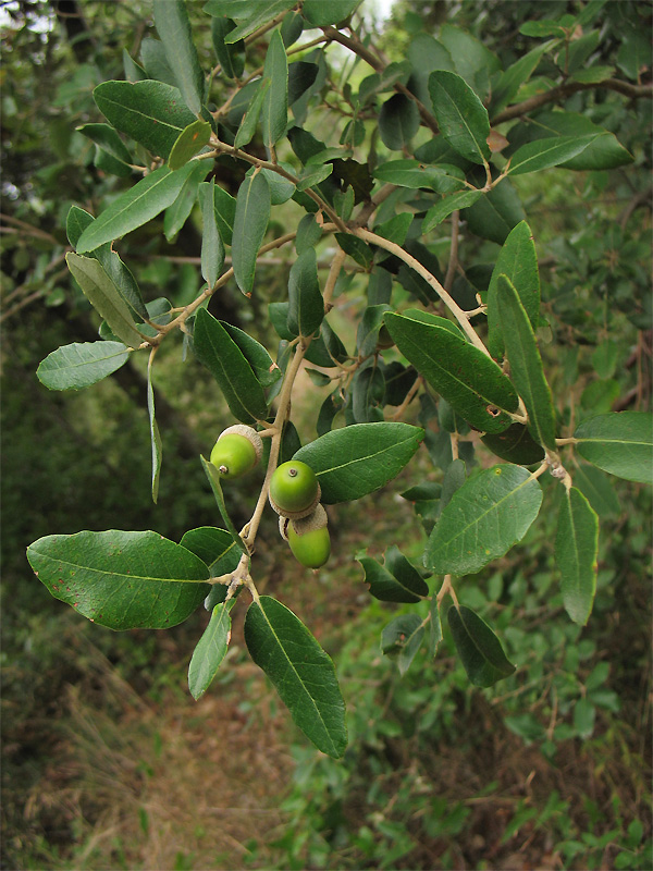 Изображение особи Quercus ilex.