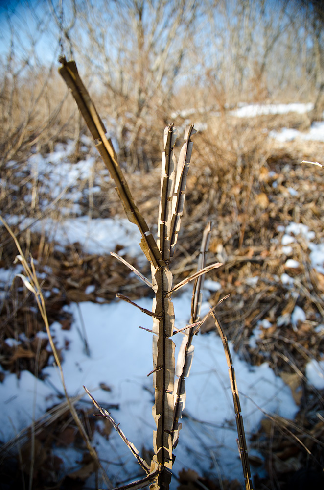 Изображение особи Euonymus sacrosanctus.