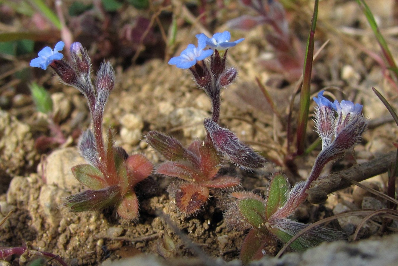 Изображение особи Myosotis incrassata.