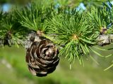 Larix sukaczewii