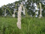 Sanguisorba parviflora. Верхушка цветущего растения. Приморский край, Спасский р-н, с. Хвалынка. 26.07.2005.