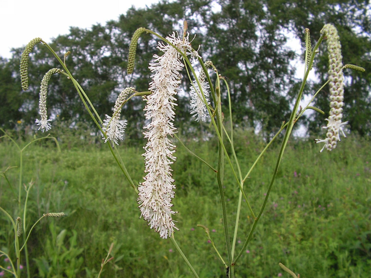 Image of Sanguisorba parviflora specimen.