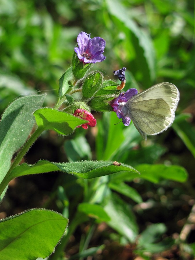 Изображение особи Pulmonaria obscura.