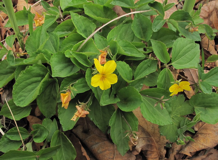 Image of Viola xanthopetala specimen.