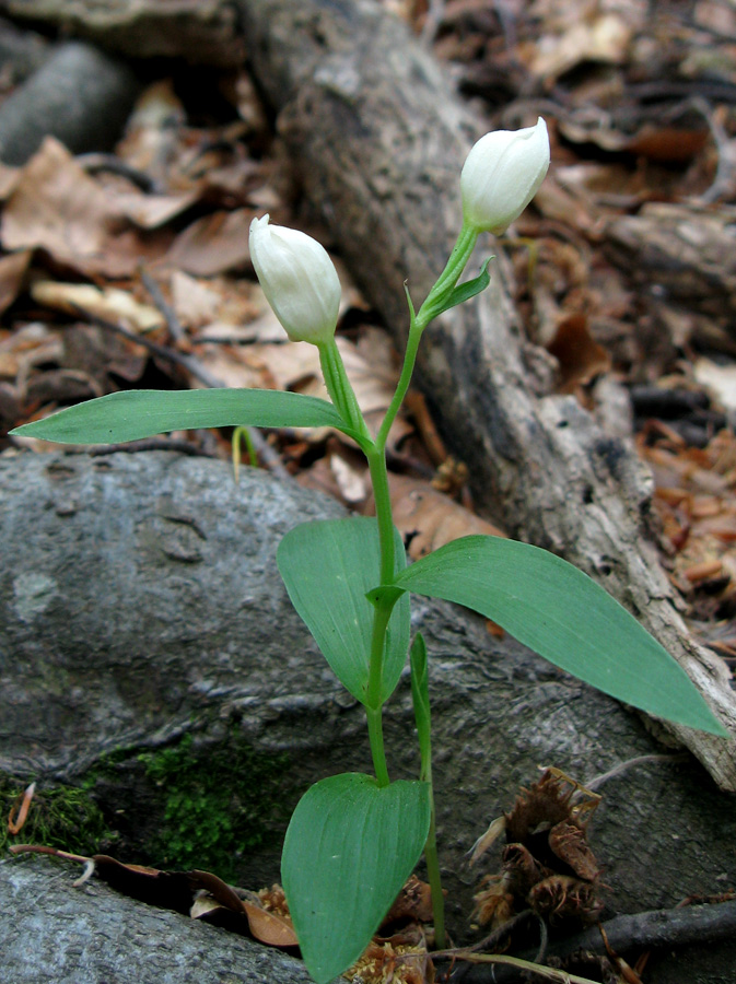 Image of Cephalanthera damasonium specimen.