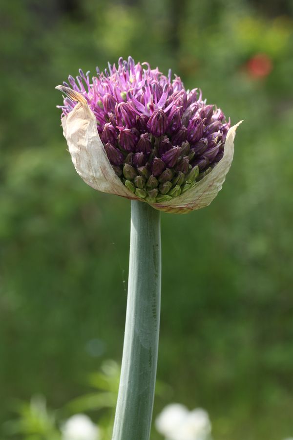 Изображение особи Allium stipitatum.