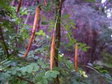 Caragana arborescens