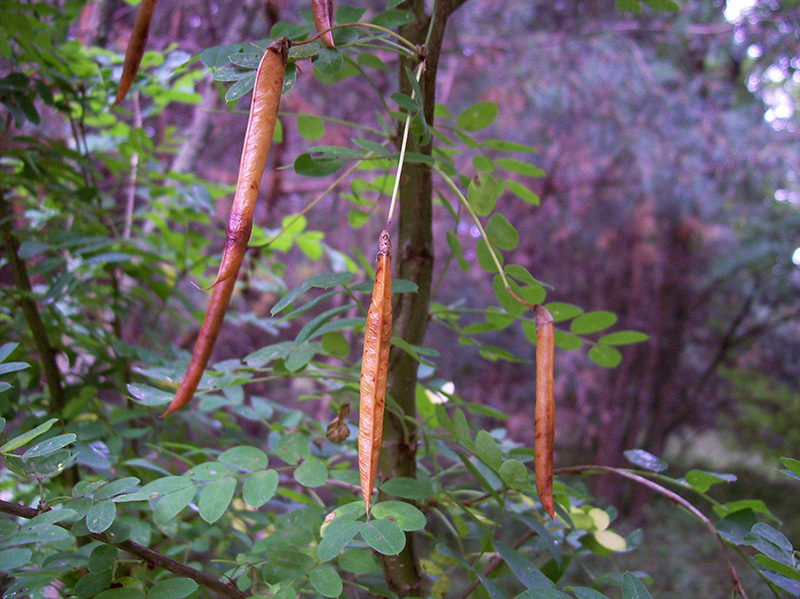 Изображение особи Caragana arborescens.