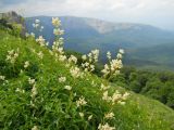Aconogonon alpinum. Цветущие растения. Крым, гора Северная Демерджи. 2 июня 2012 г.