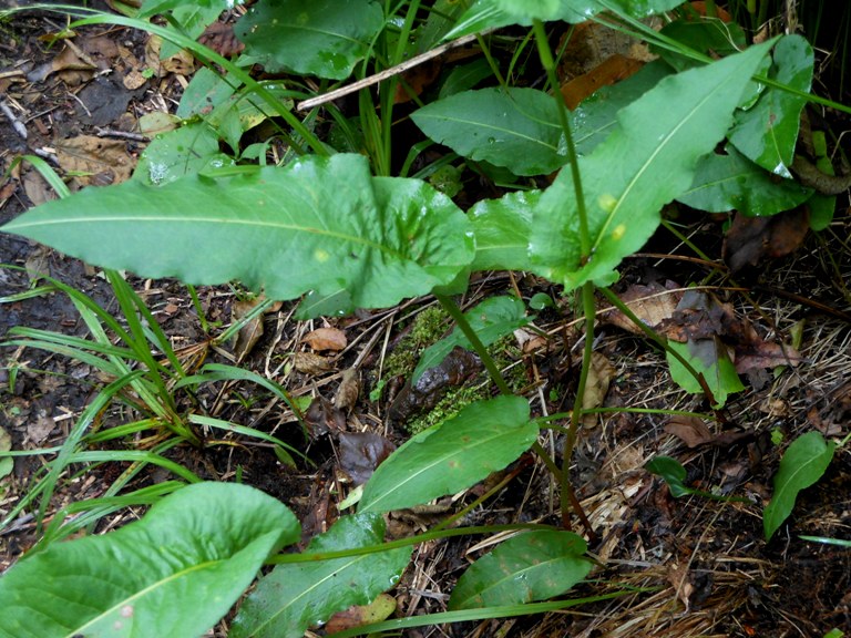 Image of Bistorta pacifica specimen.