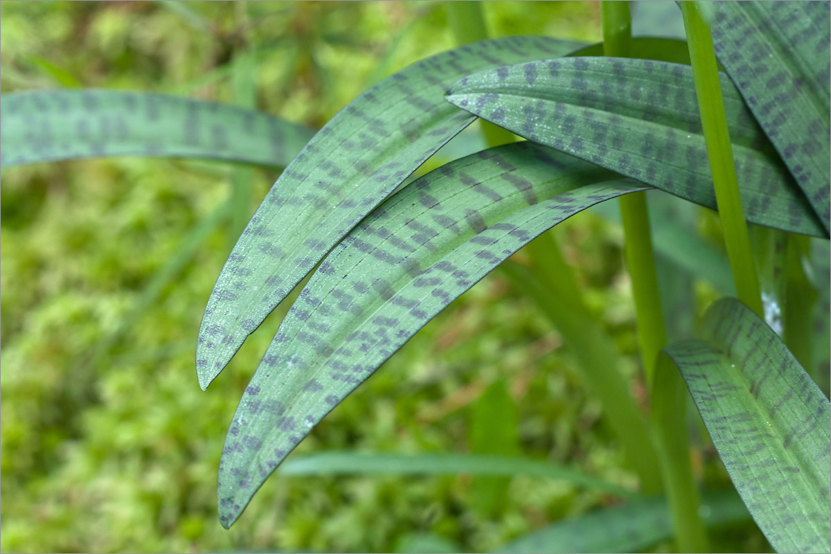 Изображение особи Dactylorhiza maculata.