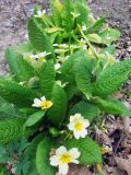 Primula vulgaris