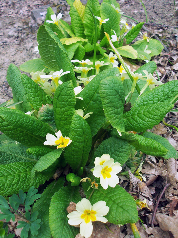 Image of Primula vulgaris specimen.