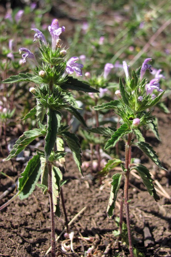 Изображение особи Galeopsis ladanum.