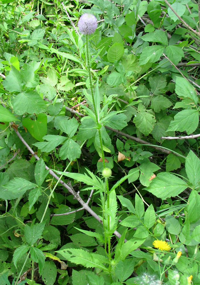 Image of Dipsacus gmelinii specimen.