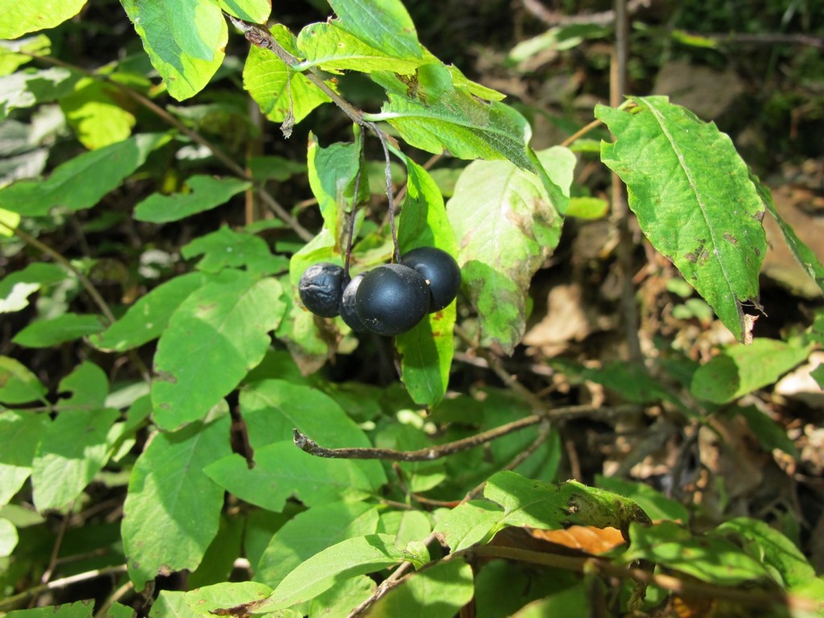 Image of Lonicera nigra specimen.