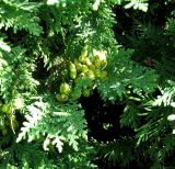 Thuja occidentalis. Ветвь с шишками. Австрия, Вена, площадь Марии Терезии. 10.09.2012.