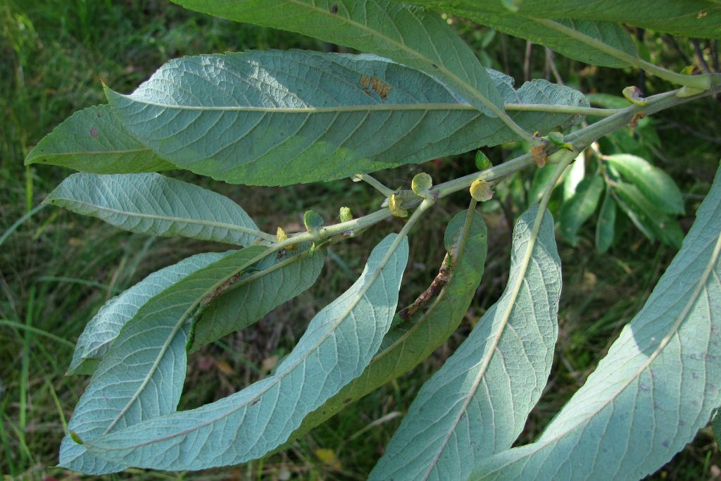 Изображение особи Salix cinerea.