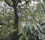 Castanea sativa. Средняя часть кроны ('Variegata'). Нидерланды, г. Venlo, \"Floriada 2012\". 11.09.2012.