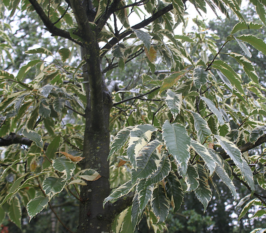 Image of Castanea sativa specimen.