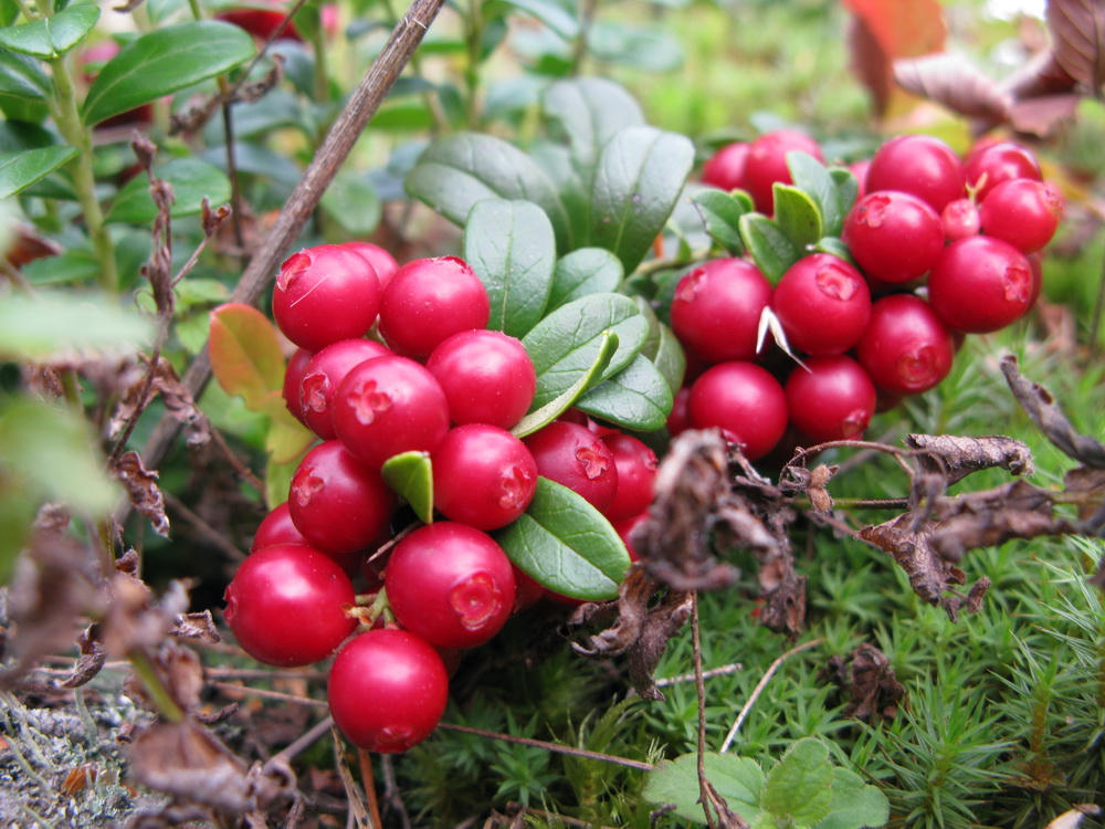 Изображение особи Vaccinium vitis-idaea.