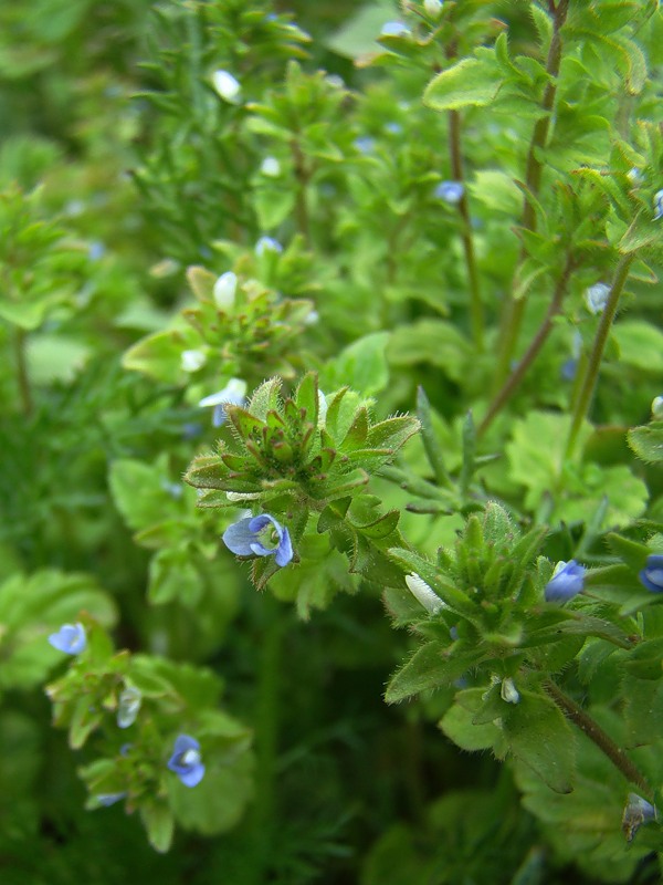 Изображение особи Veronica arvensis.