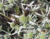 Eryngium campestre