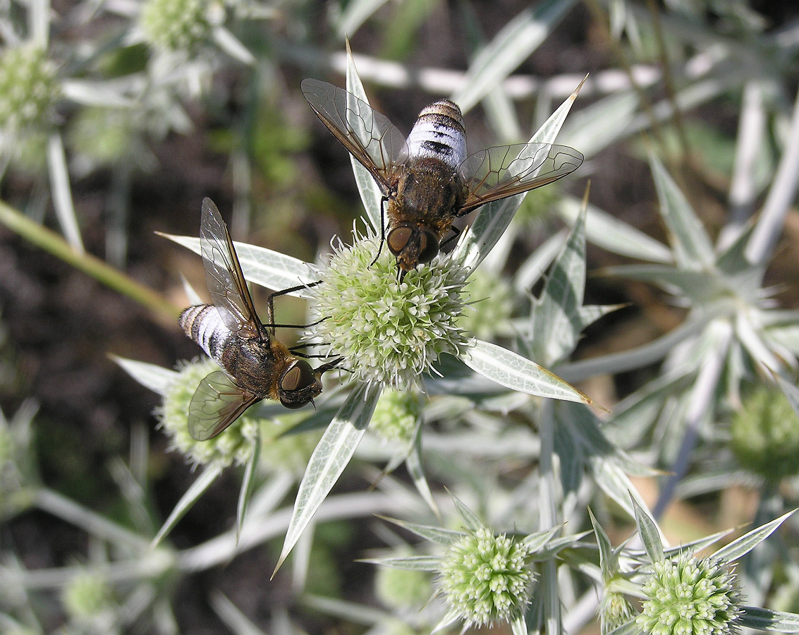 Изображение особи Eryngium campestre.