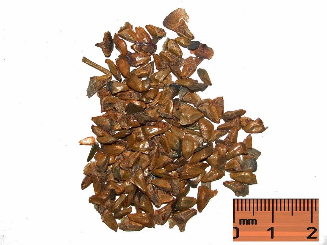 Image of genus Abies specimen.